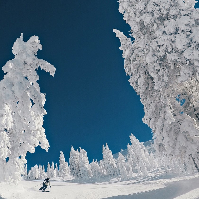 skiing through huge snowy trees