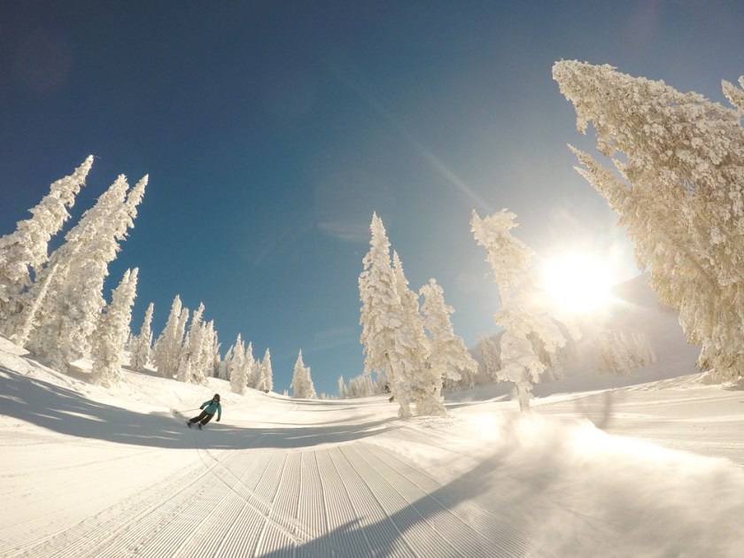 skiing through snowy trees and sunbeams