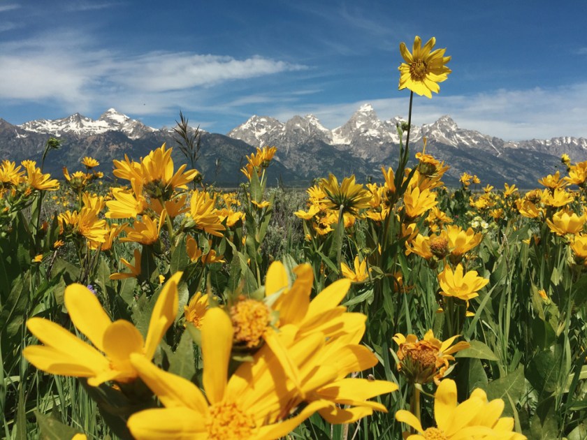 Wildflowers in Grand Teton National Park