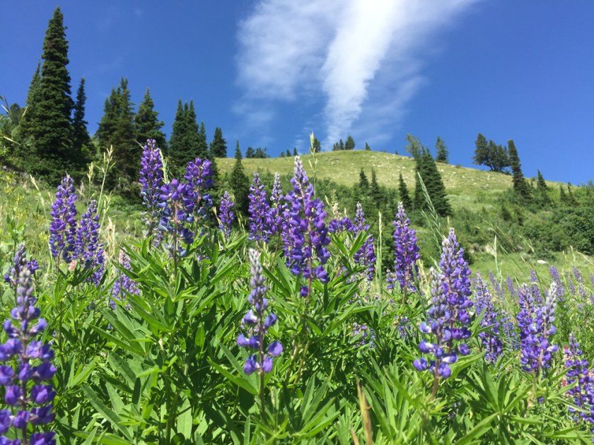 field of lupine in Idaho