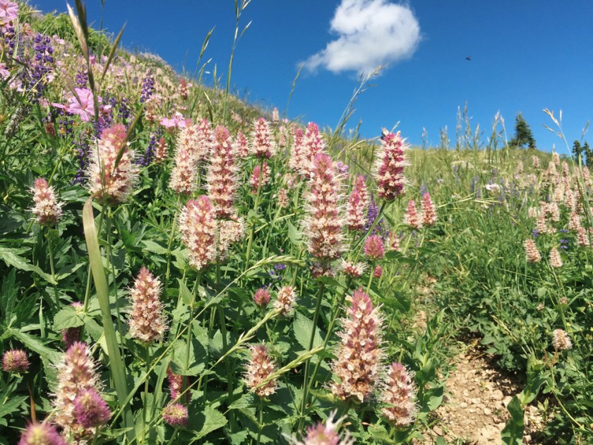 nettle-leaf horsemint, lupine and sticky geranium