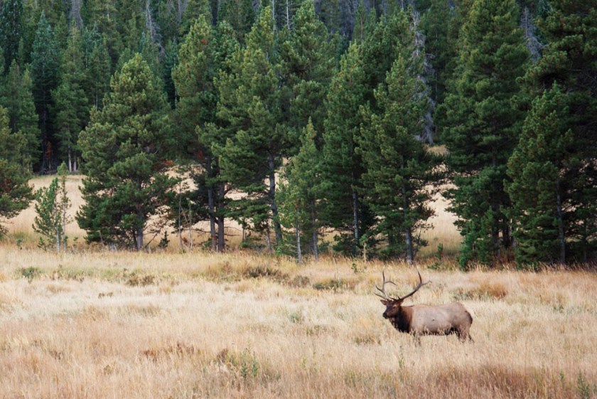 Bull elk in Rocky Mountain National Park, Colorado