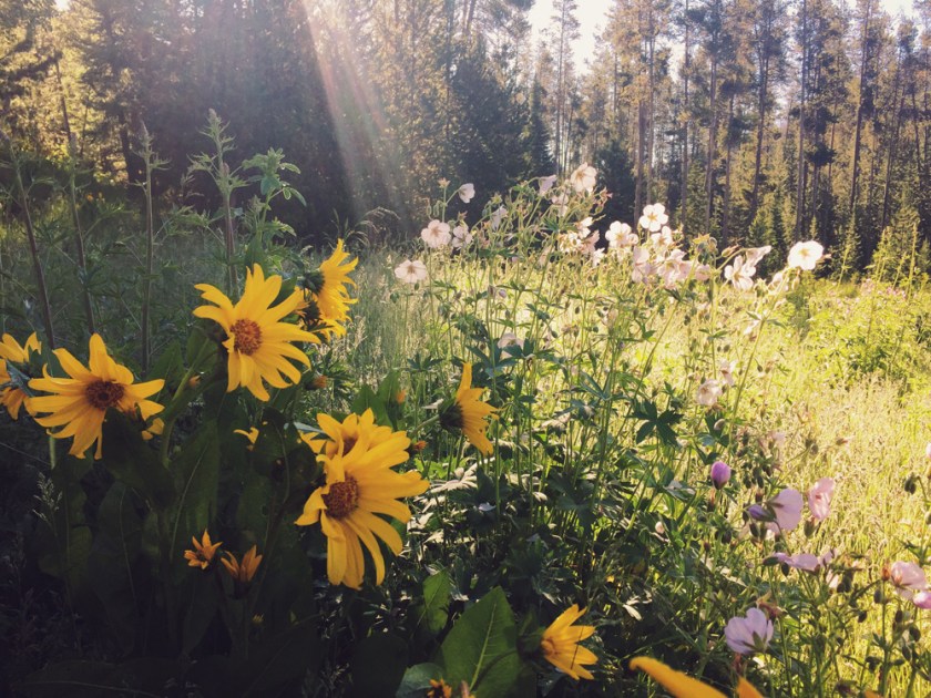 Morning light on summer wildflowers on the hike up to Elk Mountain in the Wyoming Range